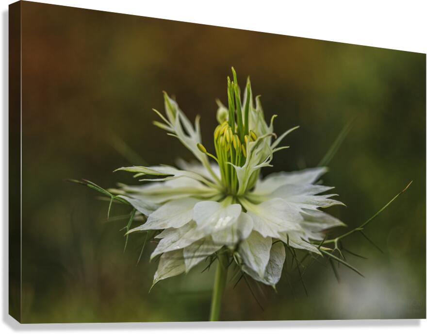  85A4805 Canvas Print