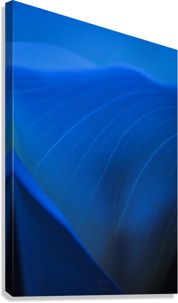  85A5934 Canvas Print