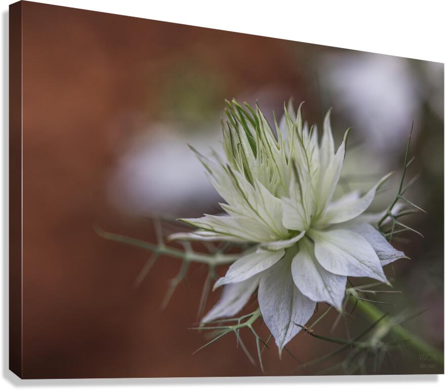  85A4807 Canvas Print