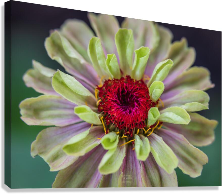  85A4819 Canvas Print