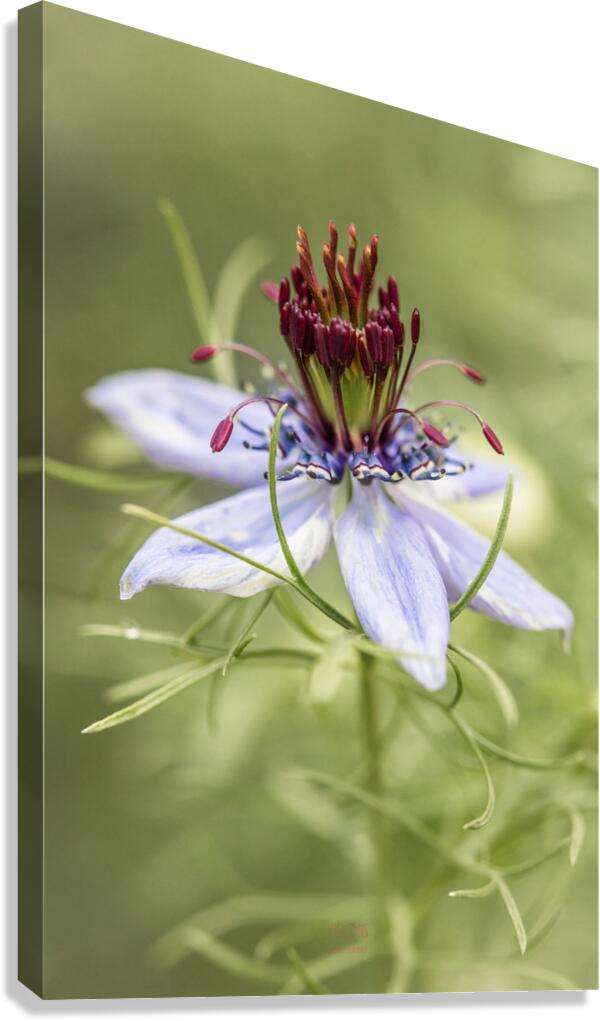  85A4847 Canvas Print