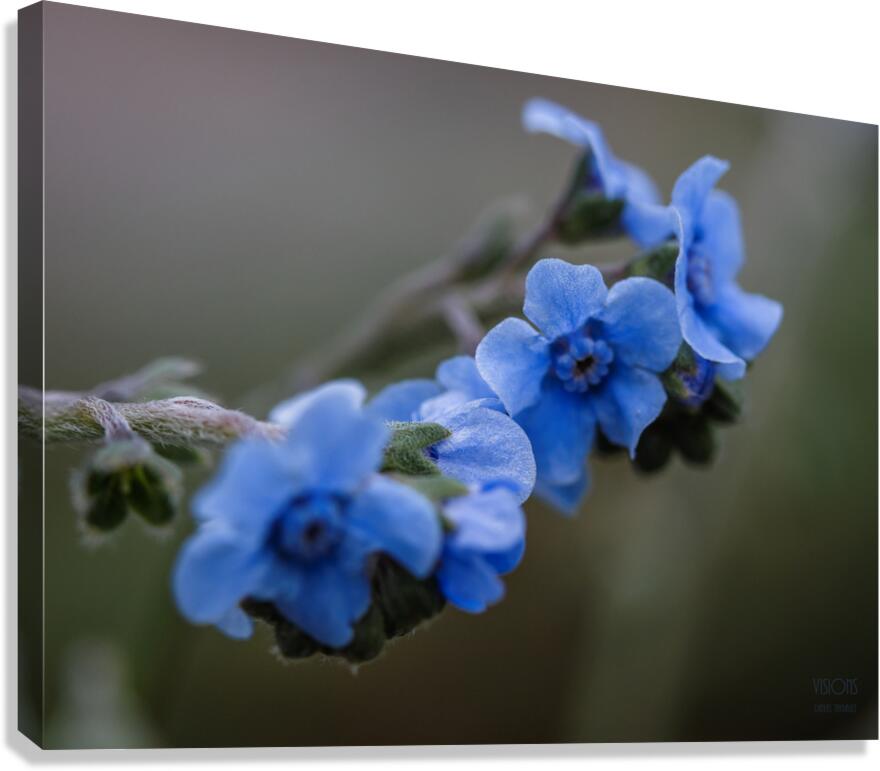  85A4869 Canvas Print