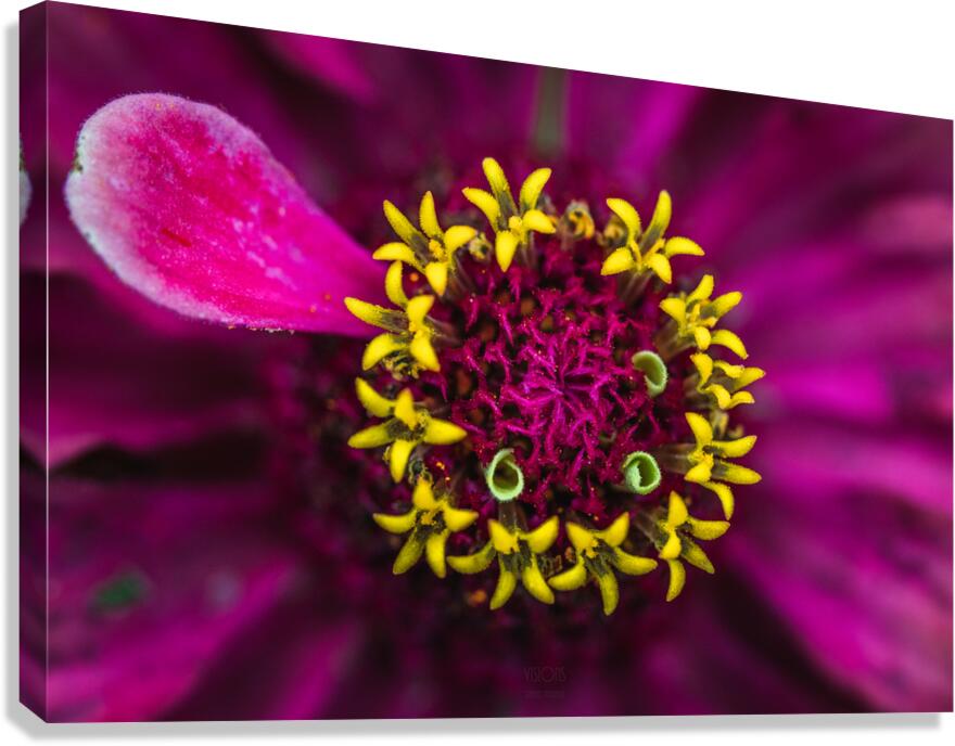  85A4811 Canvas Print