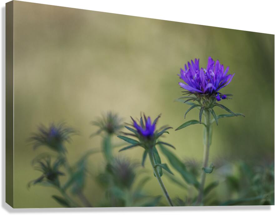  85A5486 Canvas Print