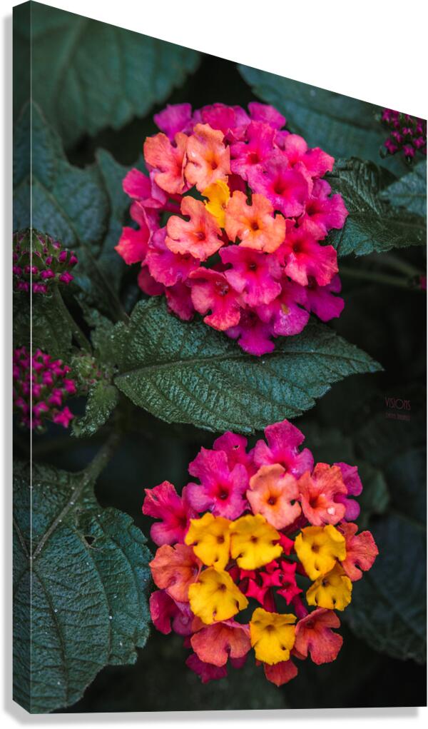  85A4660 Canvas Print