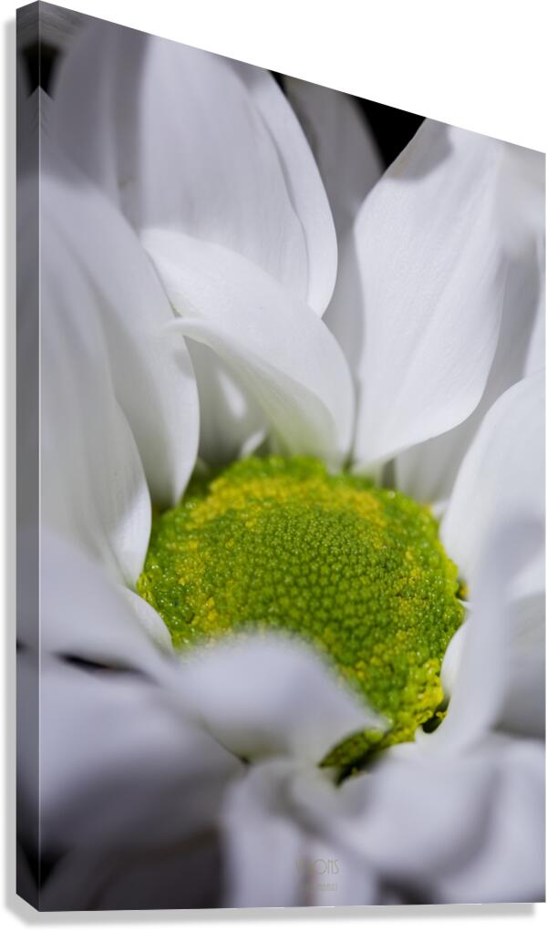  85A6019 Canvas Print
