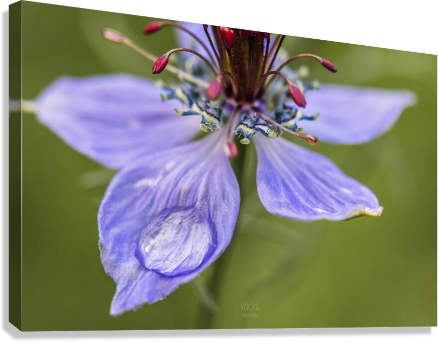  85A4826 Canvas Print
