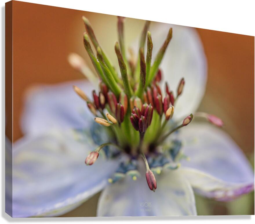  85A4842 Canvas Print
