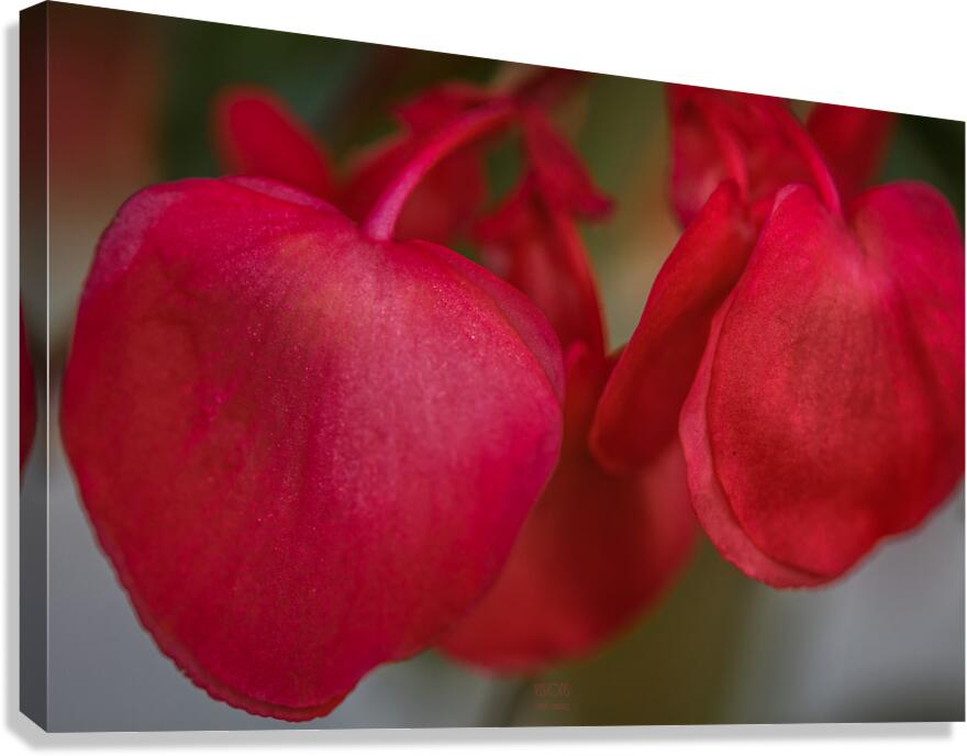  85A4857 Canvas Print