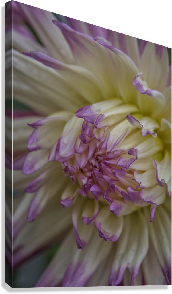  85A4634 Canvas Print