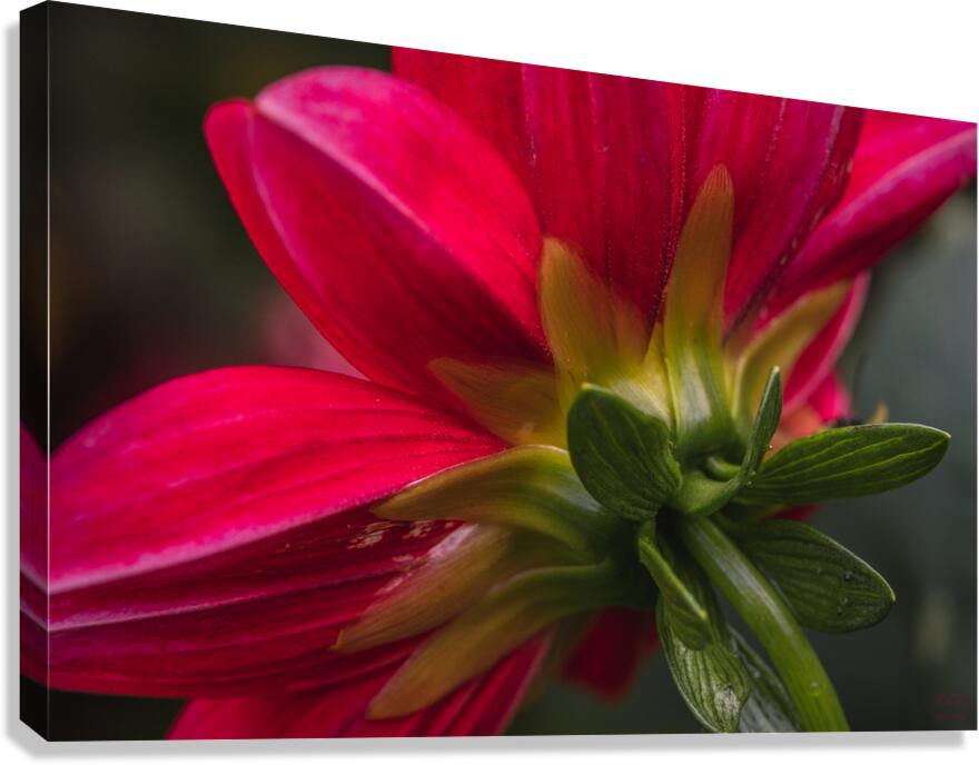  85A4671 Canvas Print
