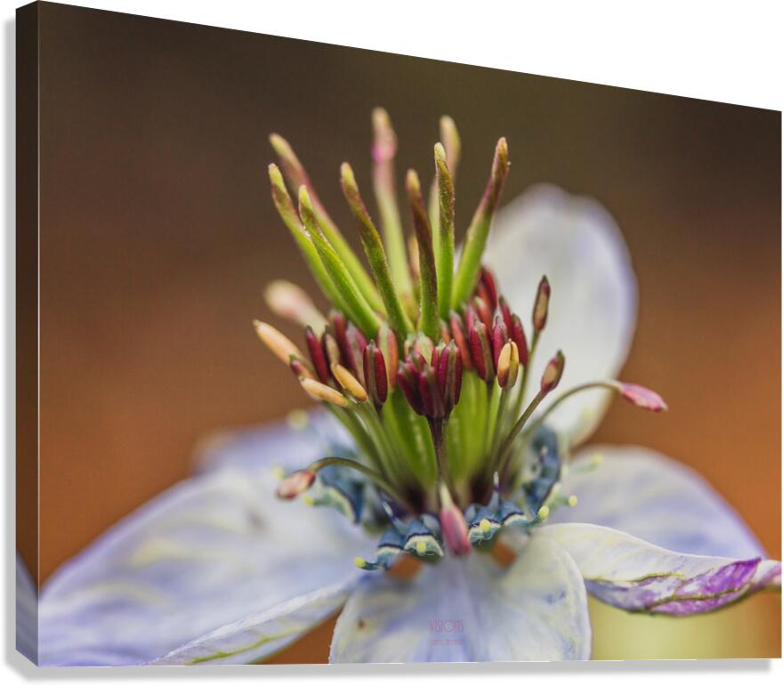  85A4843 Canvas Print