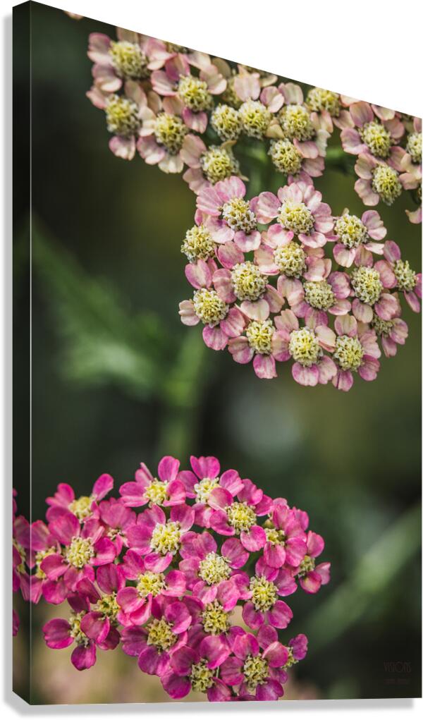  85A4646 Canvas Print