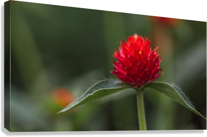  85A4798 Canvas Print