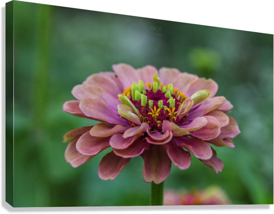  85A4789 Canvas Print