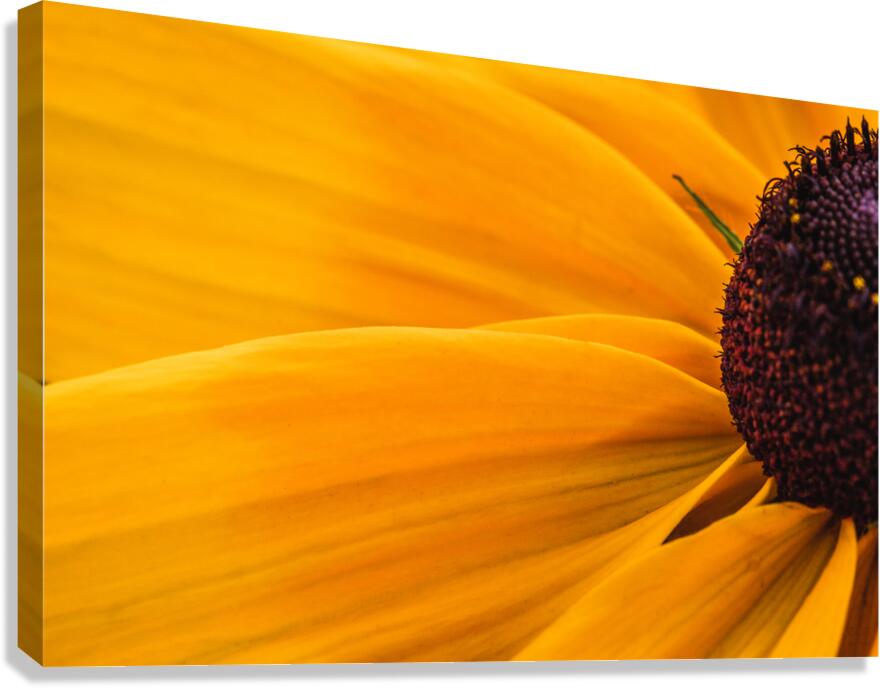  85A4701 Canvas Print