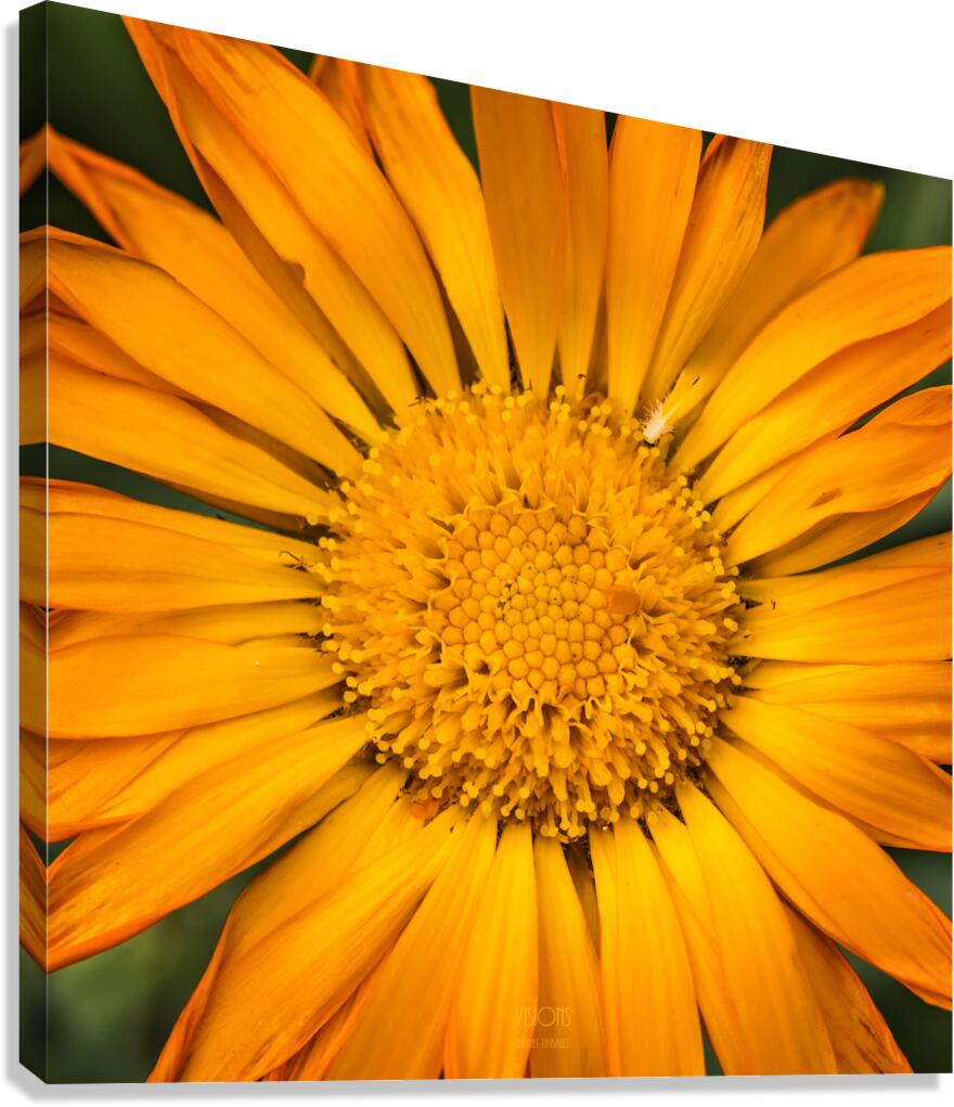  85A4639 Canvas Print
