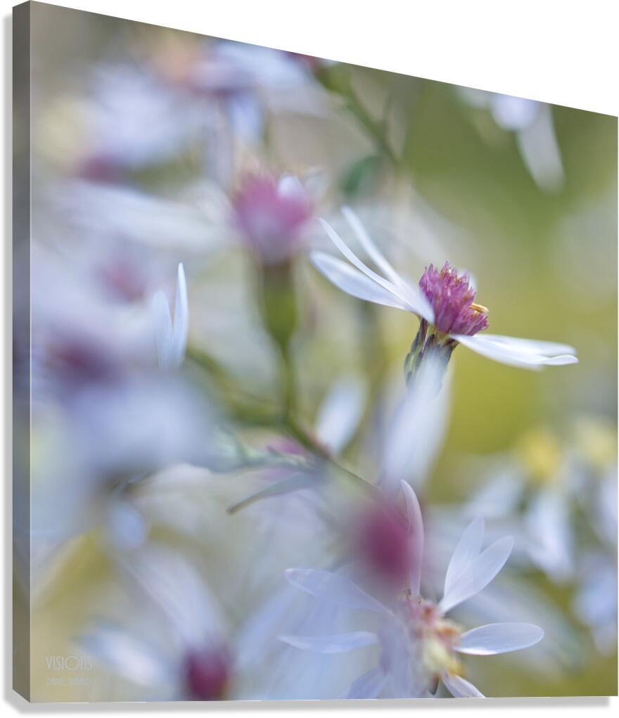  Q8A0405 Canvas Print