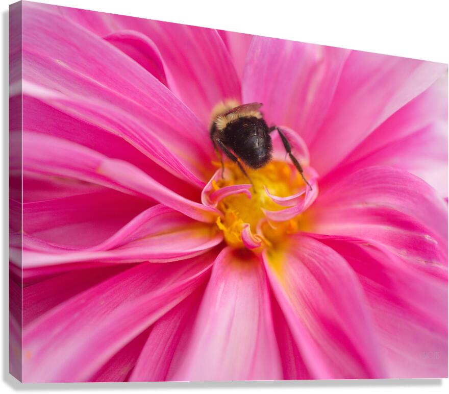  Q8A0638 Canvas Print
