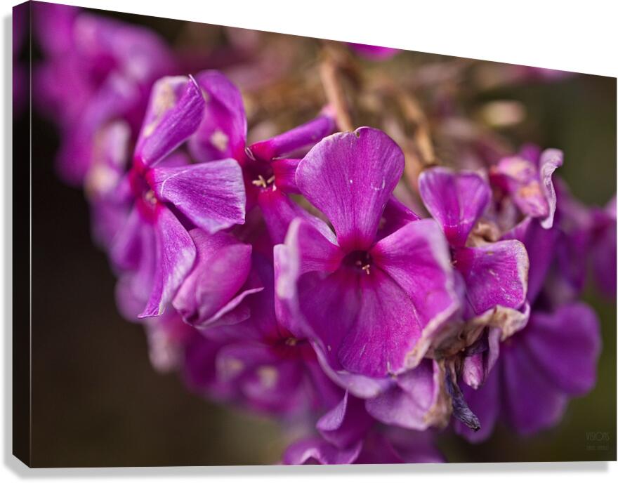  Q8A0589 Canvas Print