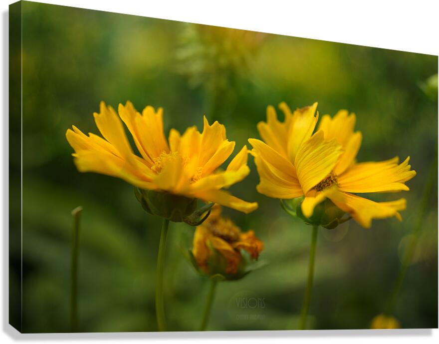  Q8A0600 Canvas Print