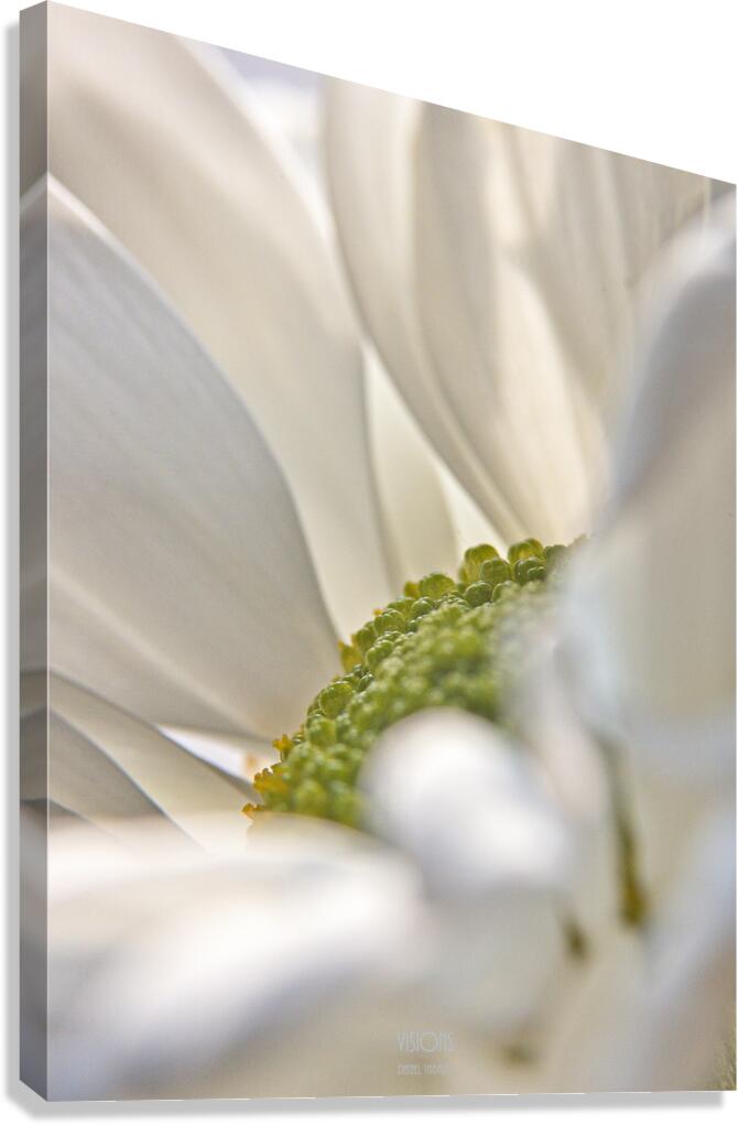 1Q8A1060 Canvas Print
