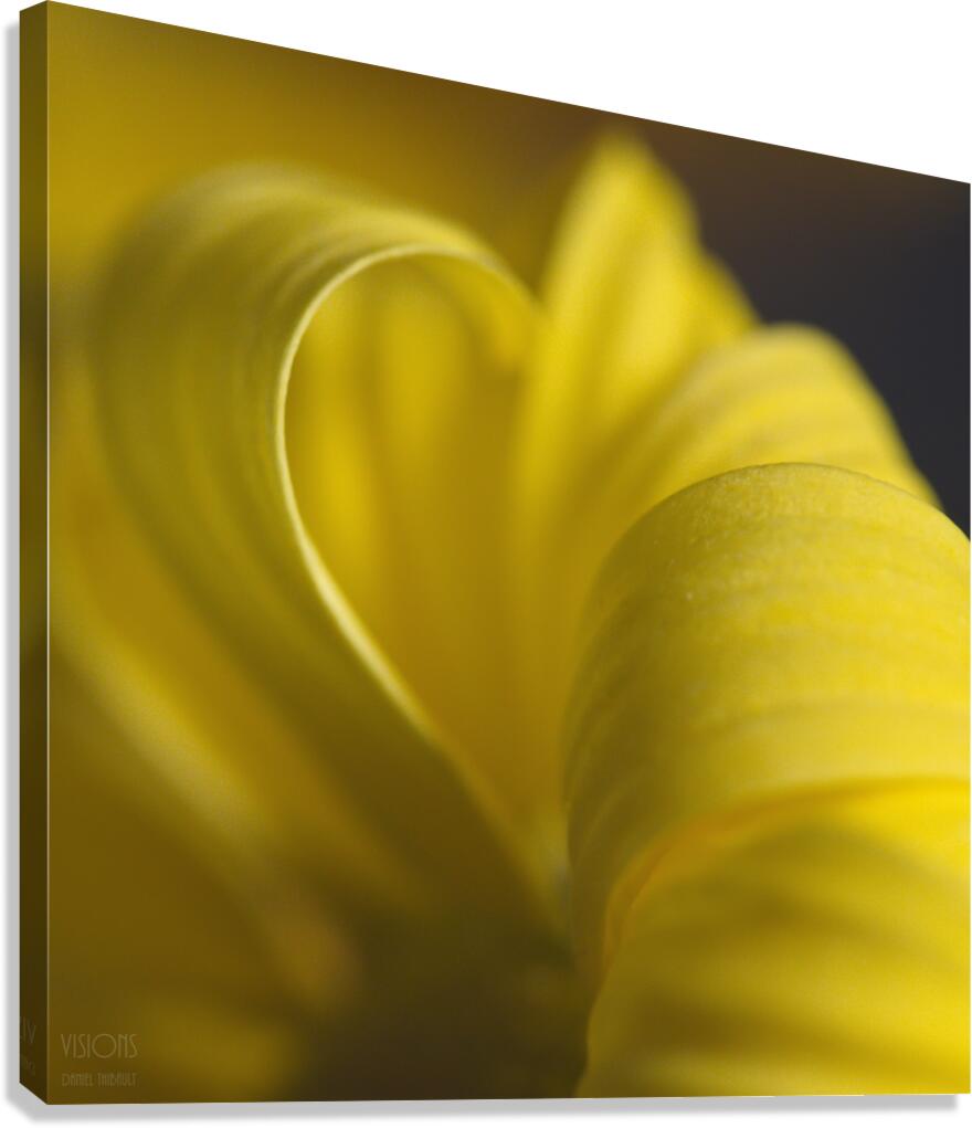 1Q8A8006 Canvas Print