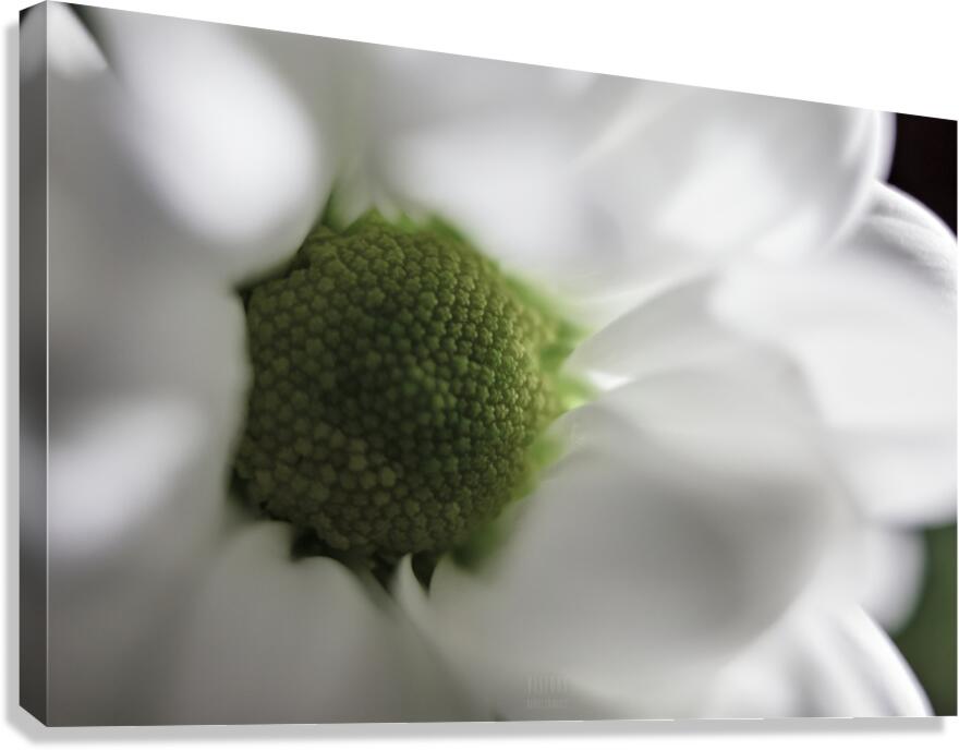 044A0531 2 Canvas Print