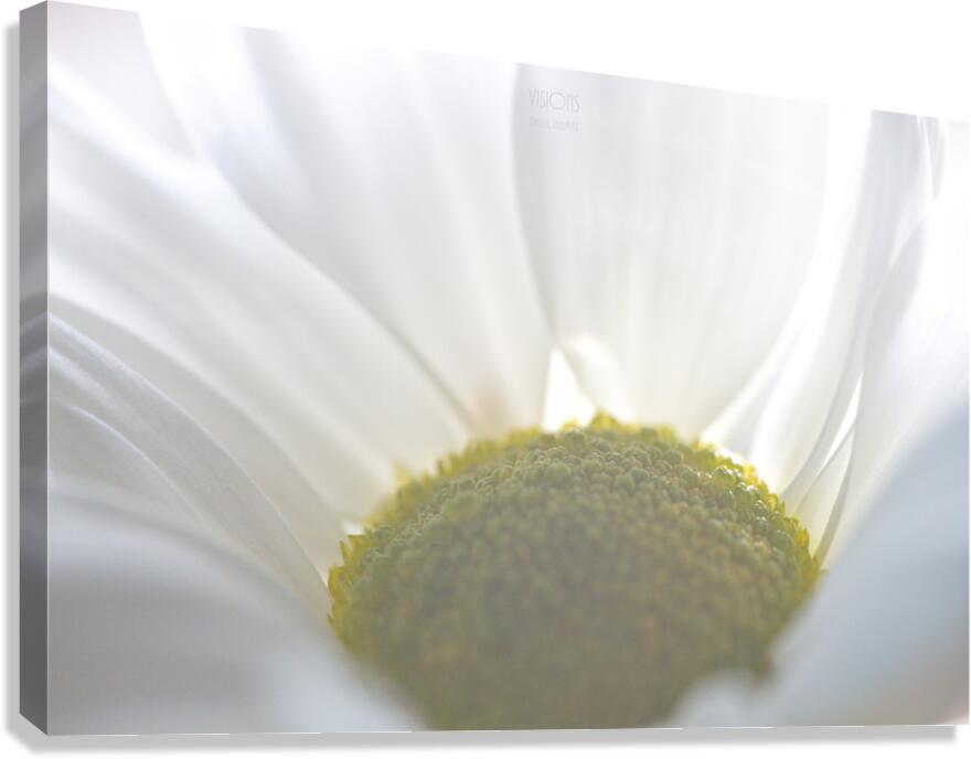 1Q8A1013 Canvas Print
