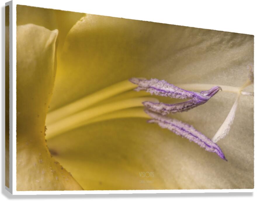 044A1298  Canvas Print