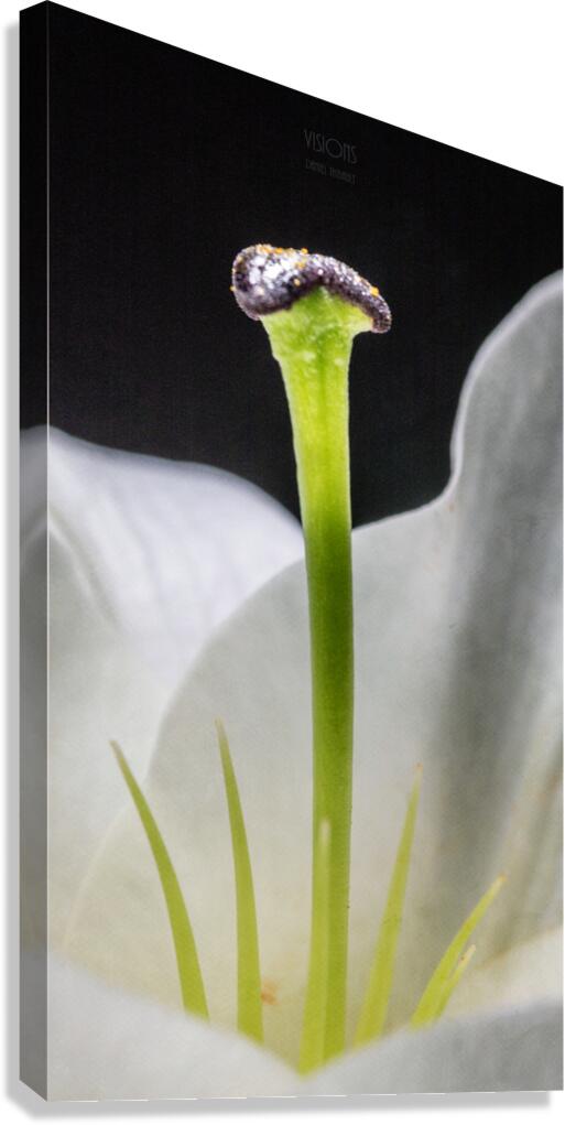 044A0746 Canvas Print
