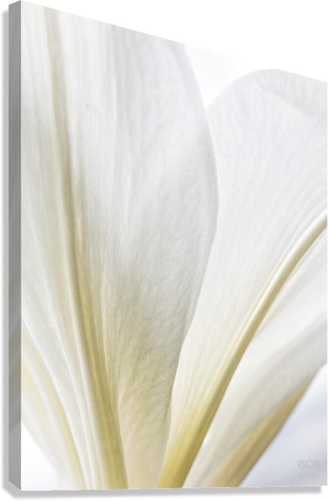 044A0783 Canvas Print