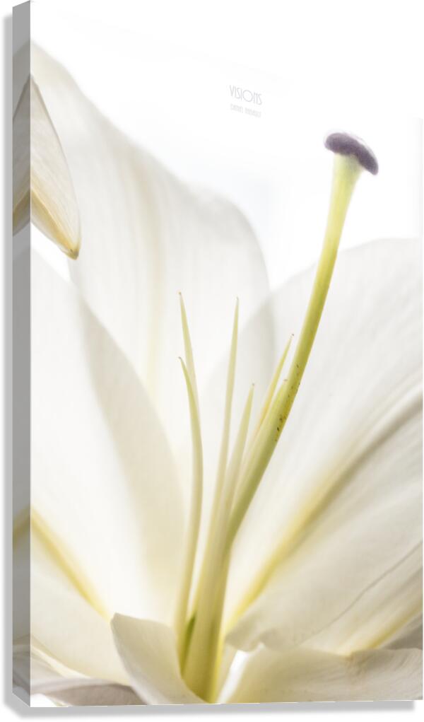 044A0777 Canvas Print
