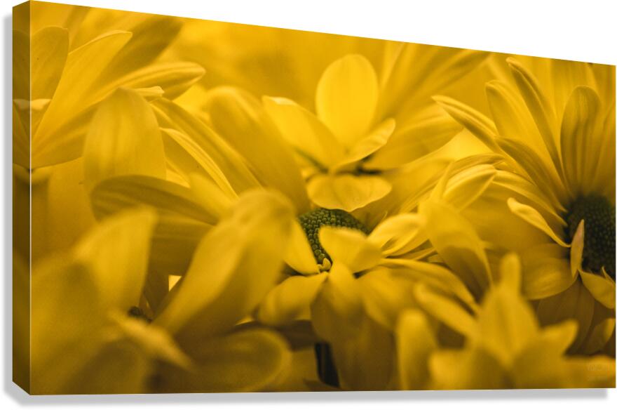 044A0938 Canvas Print