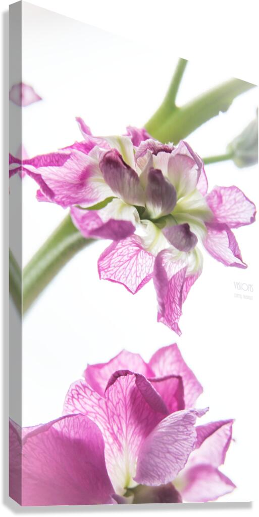 044A0791 Canvas Print