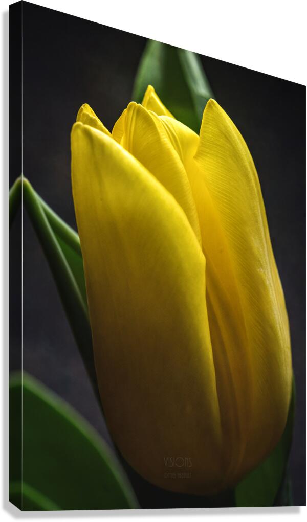 044A0915 Canvas Print
