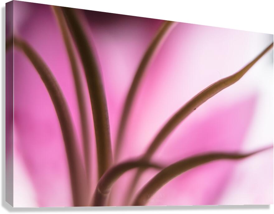 044A0539 Canvas Print
