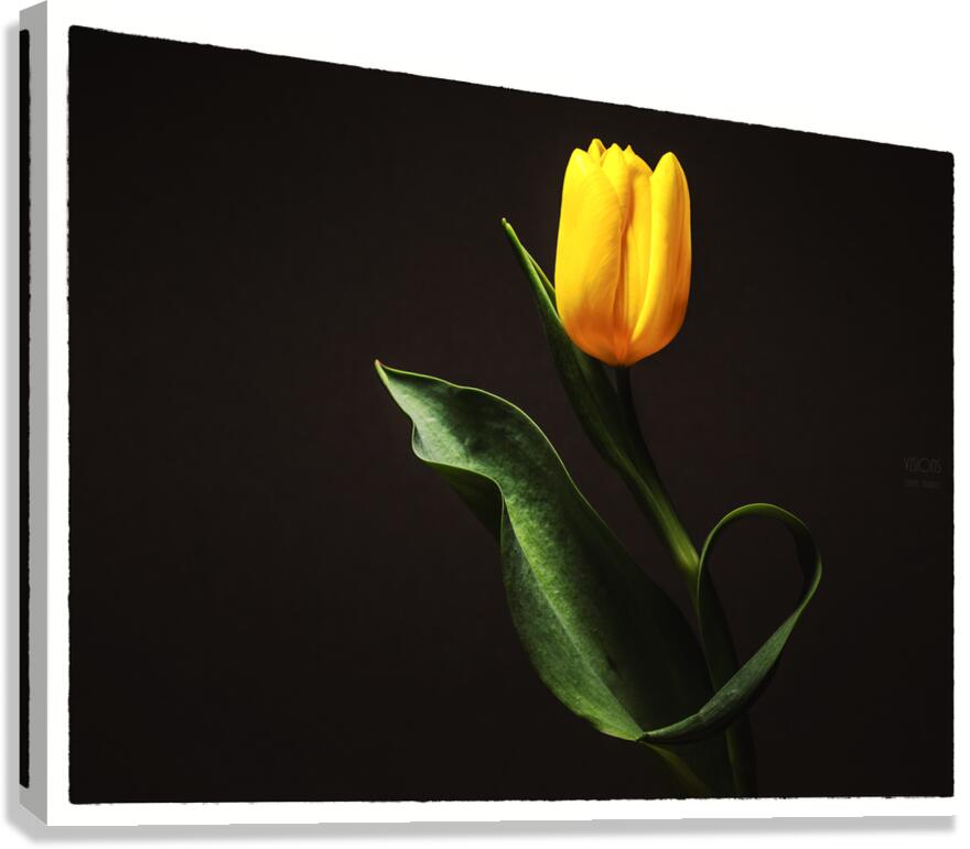 044A1029  Canvas Print