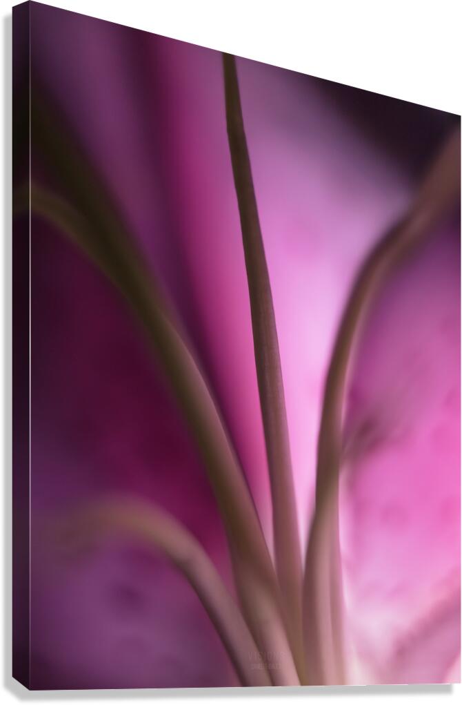 044A0538 Canvas Print