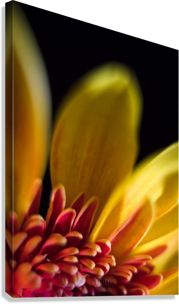 044A0547 Canvas Print