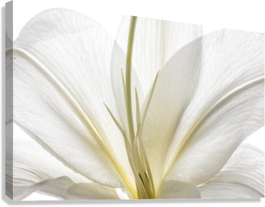 044A0775 Canvas Print