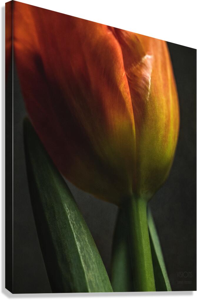 044A0913 Canvas Print