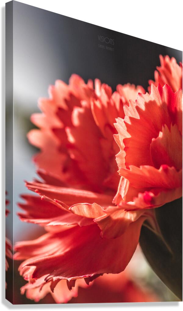 044A1593 Canvas Print