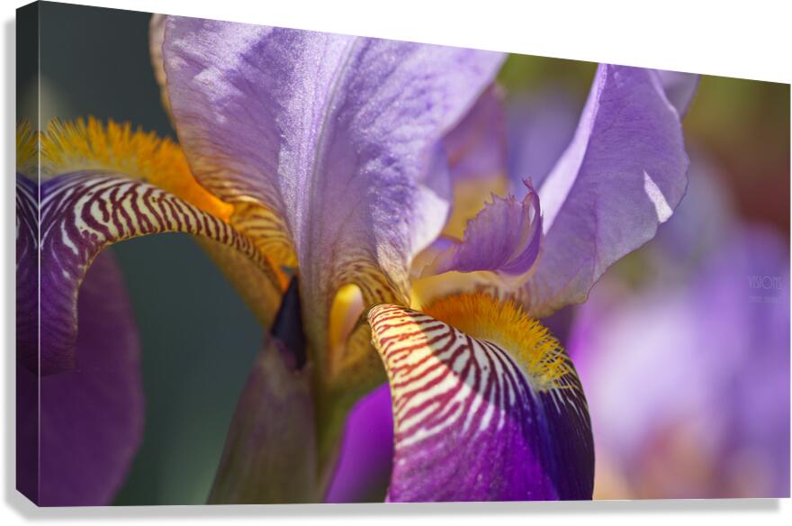 044A1831 Canvas Print
