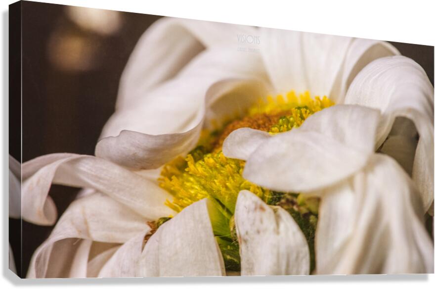 044A1362 Canvas Print