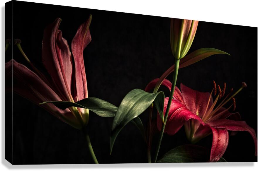 044A2996 Canvas Print