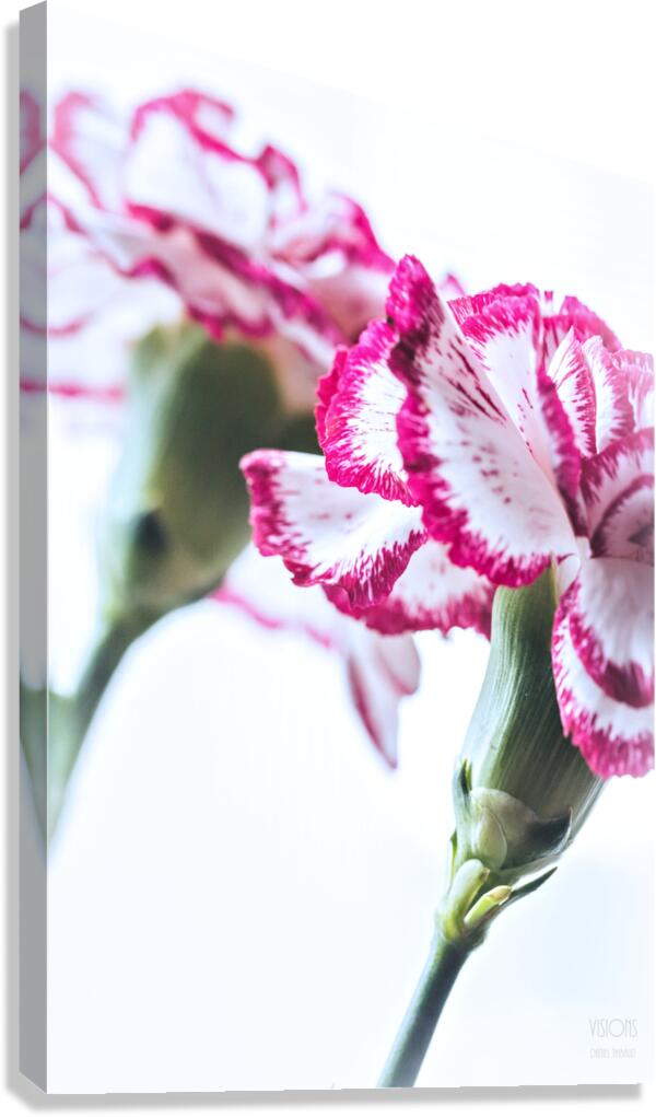 044A1524 Canvas Print