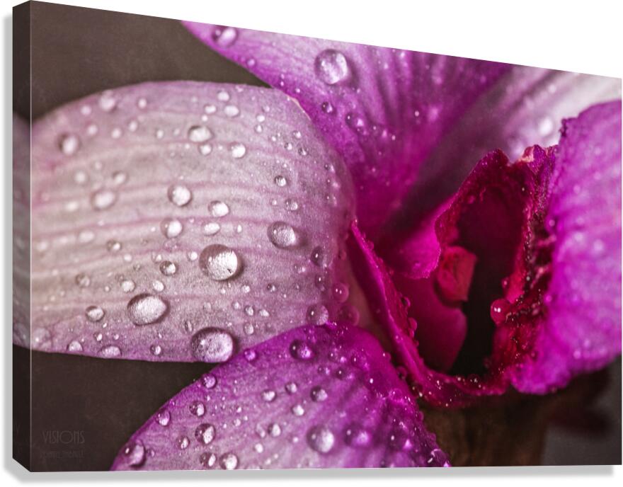 044A1409 Canvas Print