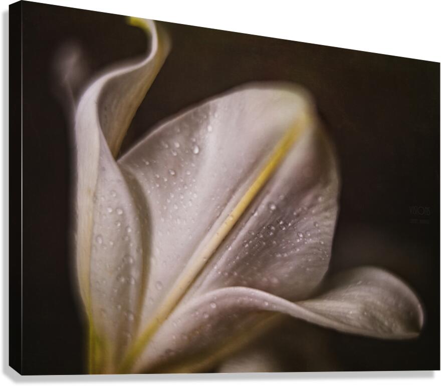 044A1461 Canvas Print