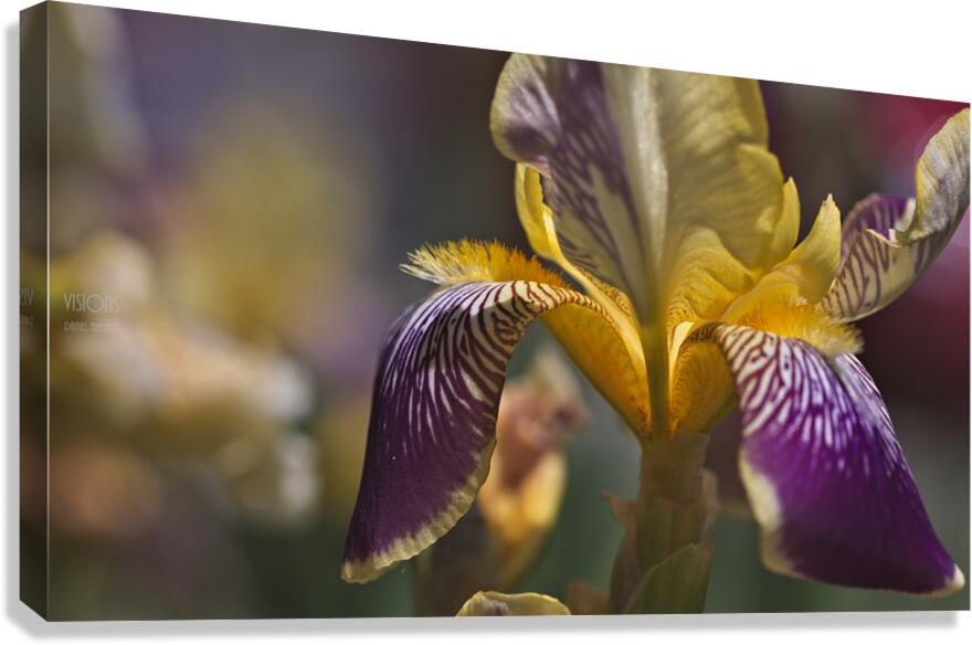 044A1840 Canvas Print